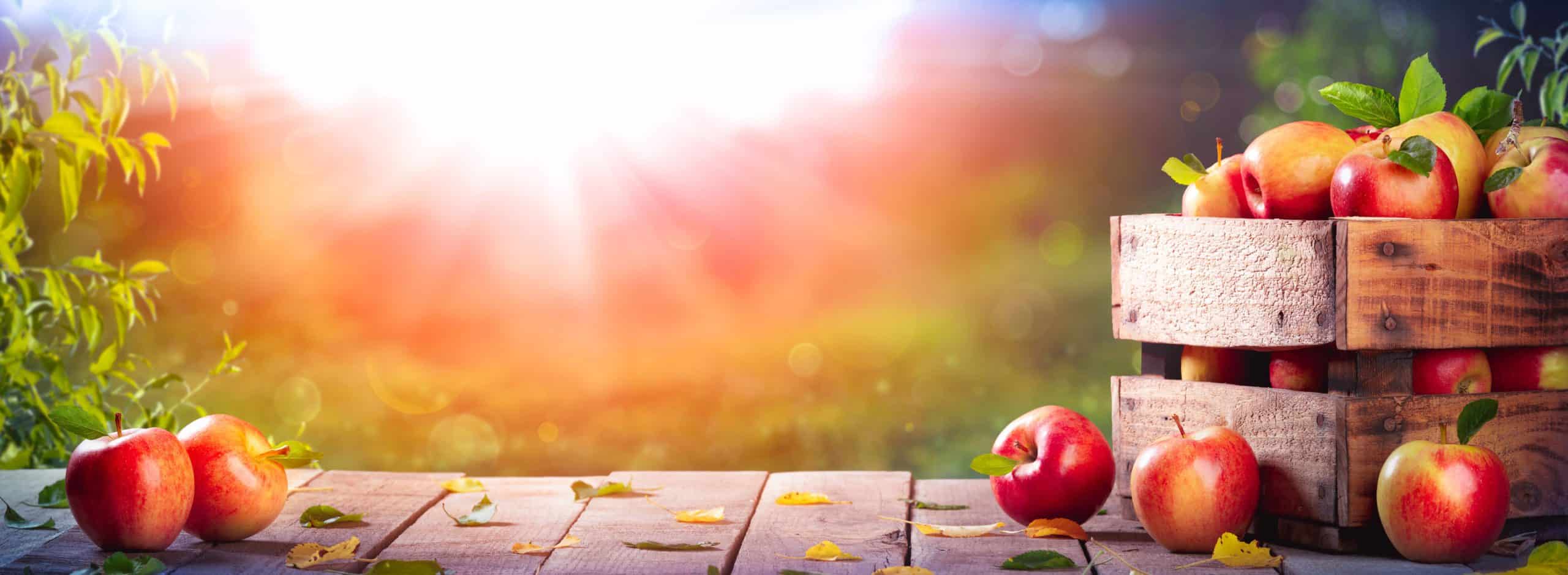 apples on bench under sun