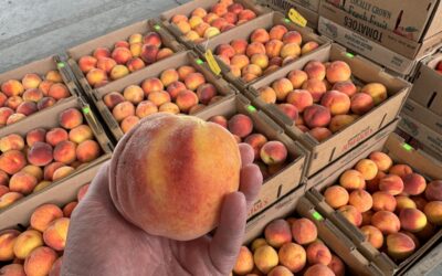 The Start of Peach Season