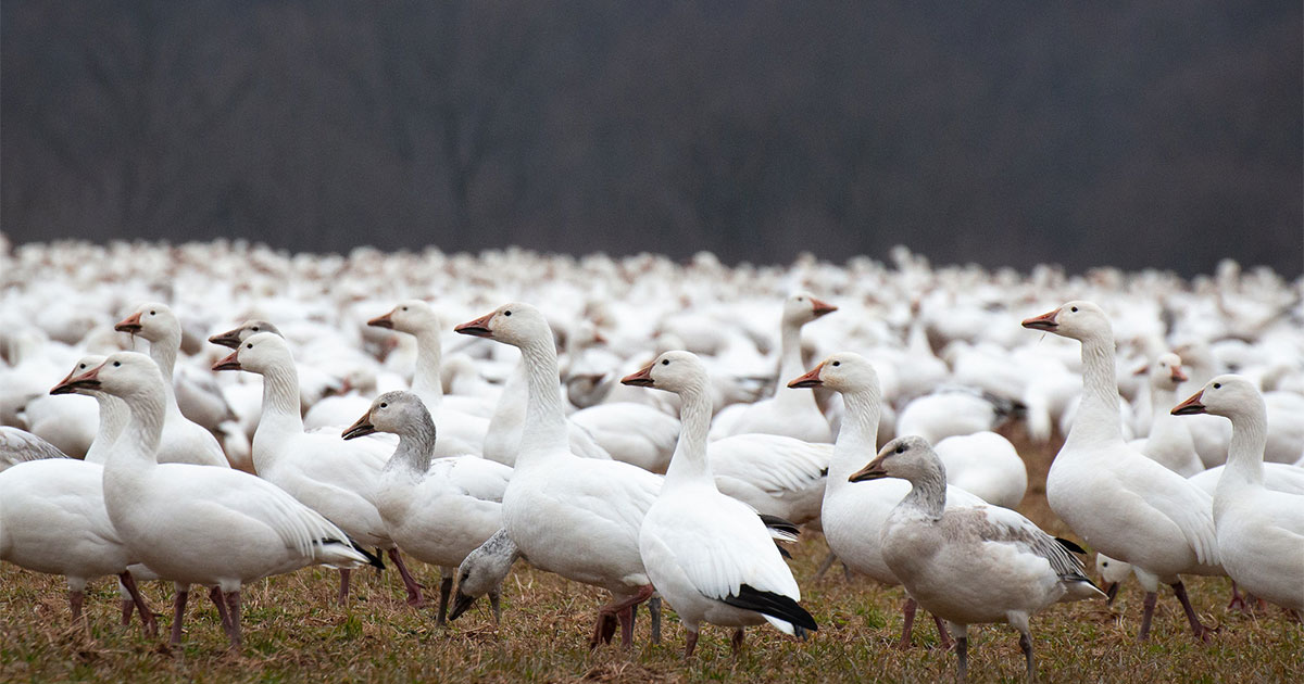 Middle-Creek-Wildlife-Management-Area